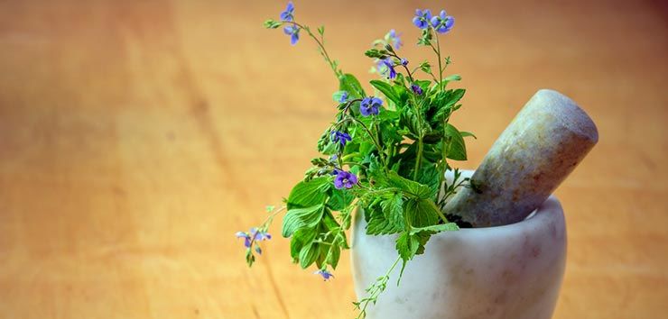 Phytotherapie Ausbildung Online 2023 | Fernstudium A-Z
